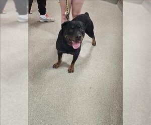 Rottweiler Dogs for adoption in Louisville, KY, USA