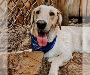Golden Retriever Dogs for adoption in Phenix City, AL, USA
