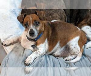 Jack Russell Terrier Dogs for adoption in Sanford, FL, USA