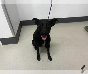 Labrador Retriever Dogs for adoption in Corona, CA, USA