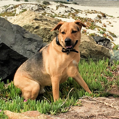 German Shepherd Dog Dogs for adoption in San Juan Capistrano, CA, USA