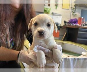 Mutt Dogs for adoption in Raleigh, NC, USA