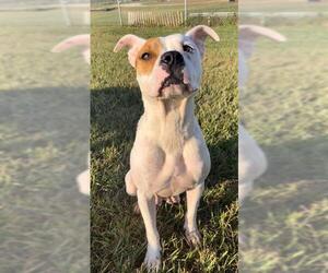 Medium Photo #1 American Pit Bull Terrier-Unknown Mix Puppy For Sale in Rosenberg, TX, USA