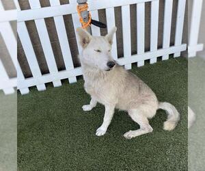 Siberian Husky-Unknown Mix Dogs for adoption in Modesto, CA, USA