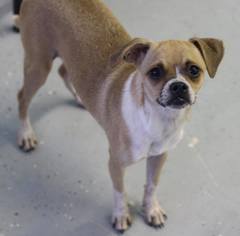 Chug Dogs for adoption in Phoenix , AZ, USA