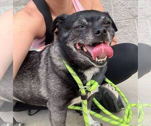 Pug-Shih Tzu Mix Dogs for adoption in Evansville, IN, USA