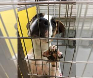 Greater Swiss Mountain Dog Dogs for adoption in Norfolk, VA, USA