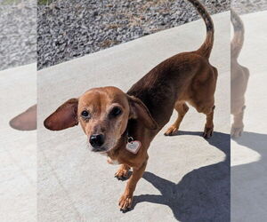 Doxie-Pin Dogs for adoption in Shelbyville, TN, USA