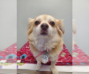 Chihuahua-Unknown Mix Dogs for adoption in Hendersonville, NC, USA