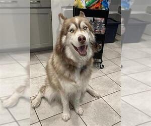 Alaskan Malamute-Unknown Mix Dogs for adoption in San Antonio, TX, USA