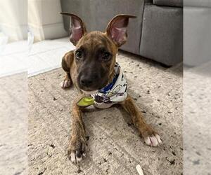 Medium Photo #1 Boxer Puppy For Sale in Rosenberg, TX, USA