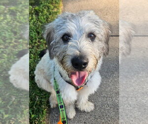 Mutt Dogs for adoption in Andover, MN, USA