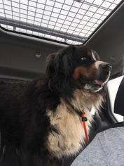 Bernese Mountain Dog Dogs for adoption in Lancaster, PA, USA
