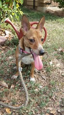 Red Heeler-Unknown Mix Dogs for adoption in San Antonio, TX, USA