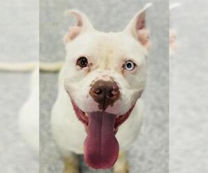 American Pit Bull Terrier Dogs for adoption in Westminster, MD, USA