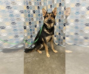 German Shepherd Dog Dogs for adoption in Rosenberg, TX, USA