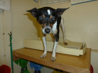 Chihuahua-Unknown Mix Dogs for adoption in Kailua Kona , HI, USA