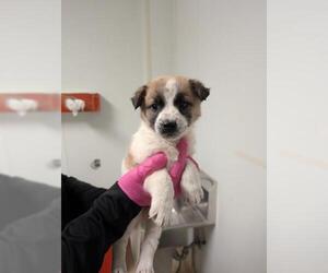Border Collie Dogs for adoption in Bakersfield, CA, USA