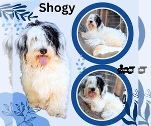 Lhasa Apso-Unknown Mix Dogs for adoption in Lindsay, CA, USA