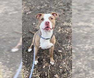 American Pit Bull Terrier Dogs for adoption in Saginaw, MI, USA