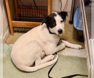 Labrador Retriever-Unknown Mix Dogs for adoption in Brewster, MA, USA