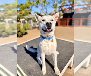 Huskies -Unknown Mix Dogs for adoption in Seal Beach, CA, USA