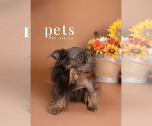 Chihuahua-Unknown Mix Dogs for adoption in Foristell, MO, USA