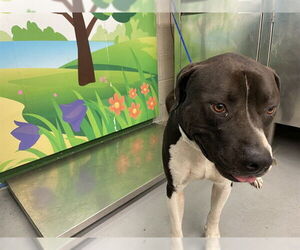 American Pit Bull Terrier-Unknown Mix Dogs for adoption in Waco, TX, USA