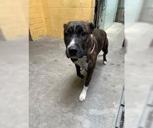 American Pit Bull Terrier Dogs for adoption in Stockton, CA, USA