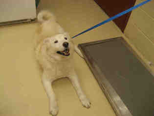 Samoyed Dogs for adoption in Center Township, PA, USA