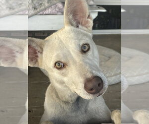 Labrador Retriever-Unknown Mix Dogs for adoption in Mobile, AL, USA