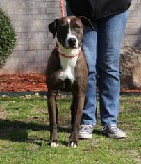 Labrador Retriever Dogs for adoption in Little Rock, AR, USA