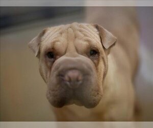 Chinese Shar-Pei Dogs for adoption in Martinez, CA, USA