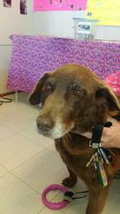 Chesapeake Bay Retriever Dogs for adoption in Crownsville, MD, USA