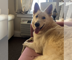 Mutt Dogs for adoption in Brooklyn, NY, USA