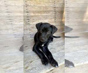 Lab-Rat Terrier Dogs for adoption in Mobile, AL, USA