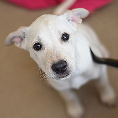 Labrador Retriever Dogs for adoption in Kanab, UT, USA