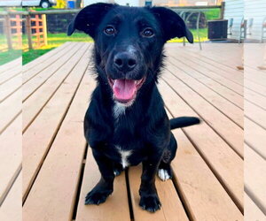 Dachshund-Unknown Mix Dogs for adoption in New Oxford , PA, USA