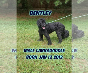 Labradoodle Dogs for adoption in Huddleston, VA, USA