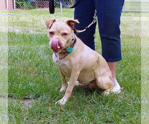 American Pit Bull Terrier-Unknown Mix Dogs for adoption in Lexington, SC, USA