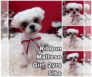 Maltese Dogs for adoption in Seattle, WA, USA