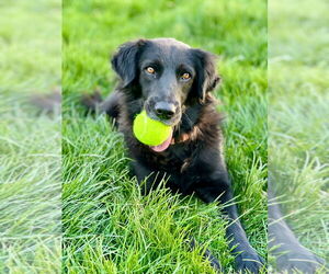 Retriever -Unknown Mix Dogs for adoption in Salt Lake City, UT, USA