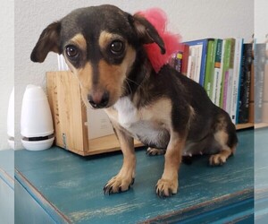 Dachshund Dogs for adoption in San Francisco, CA, USA