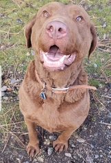 Chesapeake Bay Retriever Dogs for adoption in Poquoson, VA, USA