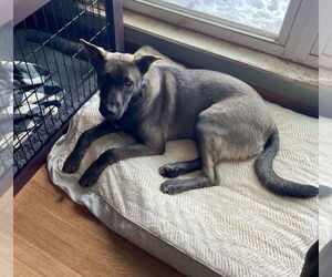 Mutt Dogs for adoption in Topeka, KS, USA