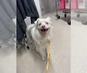 Australian Shepherd Dogs for adoption in Fairbanks, AK, USA