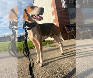 Treeing Walker Coonhound Dogs for adoption in Winston Salem, NC, USA
