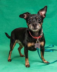 Chihuahua Dogs for adoption in Davis, CA, USA