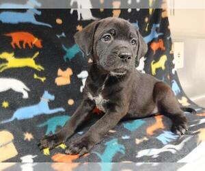 Mutt Dogs for adoption in HESPERIA, CA, USA