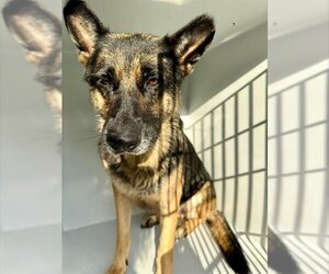 German Shepherd Dog Dogs for adoption in Houston, TX, USA